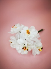 Цветы декоративные. Яблонька