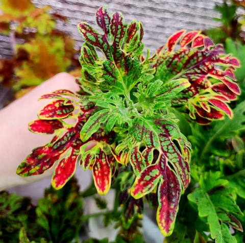 Galaxy СМП колеус КСР