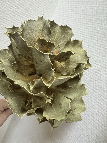 Хакея Виктория сухоцвет экзотика