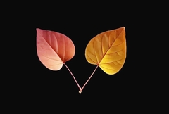 Силиконовый молд 