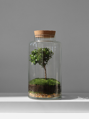 Растение в бутылке. Как самому сделать закрытую экосистему?
