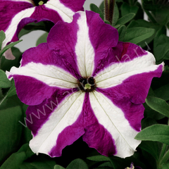 S60224 Петуния кустовая Grandiflora TriTunia Purple Star 100 шт.