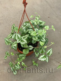 Плектрантус Колеусовидный подвесной - купить, цена, условия выращивания ...