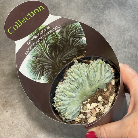 Миртиллокактус Геометризанс Кристата d10