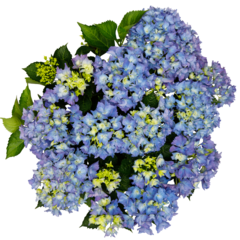 Гортензия крупнолистная (Macrophylla) Happy Blue 5 шт.