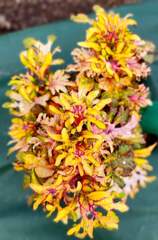 Magic Pattern Тай колеус КСР