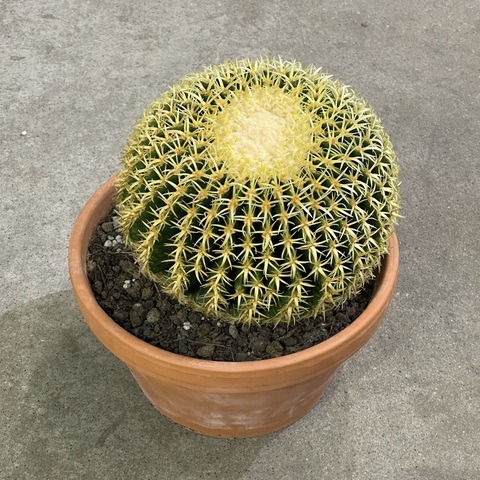 Эхинокактус Грузони Бревиспинус в Керамике д27