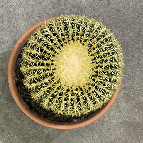 Эхинокактус Грузони Бревиспинус в Керамике д27