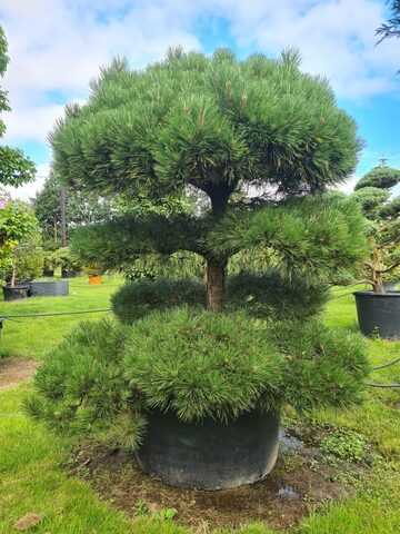 Сосна Крымская Pinus nigra subsp. pallasiana