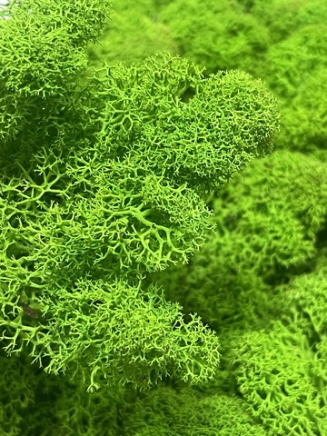 Мох стабилизированный , цвет: светло-зеленый 100г.