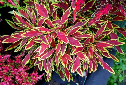 Le Freak колеус КСР