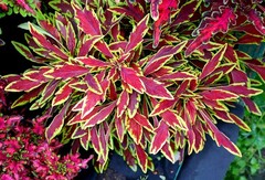 Le Freak колеус КСР