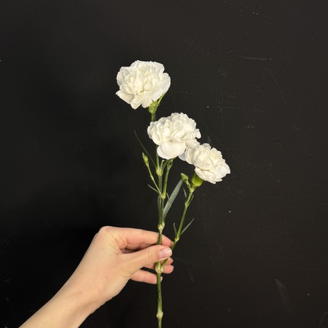 Гвоздика кустовая белая 50 см / 1 шт