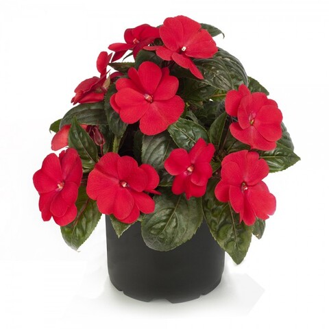 1175 Бальзамин НГ Odyssey Orion (Весна 2026)