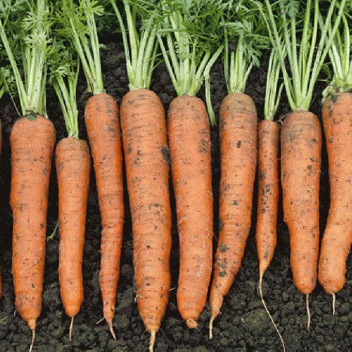 Морковь гибриды. Морковь Небула f1. Морковь Элеганс f1 (Нунемс) "Агроэлита". Семена морковь Колтан f1 100шт. Морковь Карадек f1.