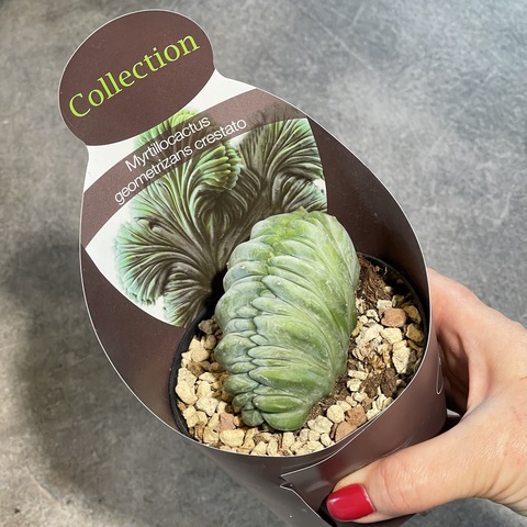 Миртиллокактус Геометризанс Кристата d10