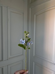 Незабудки голубые