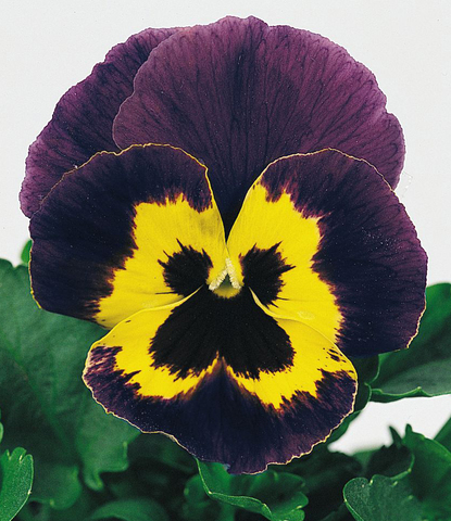 S2562 Виола крупноцветковая Joker Violet Gold 10шт.