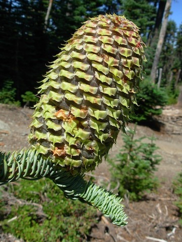 Семена Пихта великолепная Шастенса Abies magnifica var. Shastensis