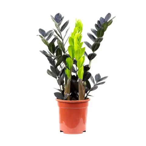 Замиокулькас Черный