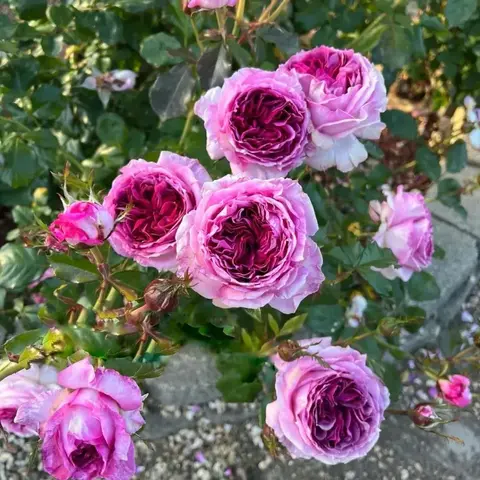 Тьерри Маркс (Thierry Marx)