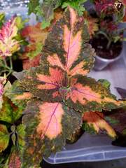 Milva Тай колеус КСР