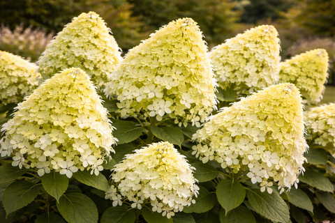 Гортензия метельчатая 