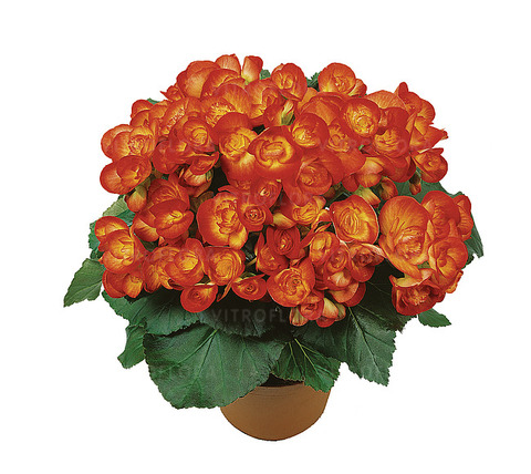 1290 Бегония Ilona Collection Carneval (Весна 2026)