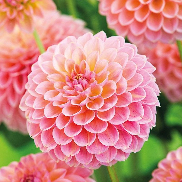 Георгины Dahlia