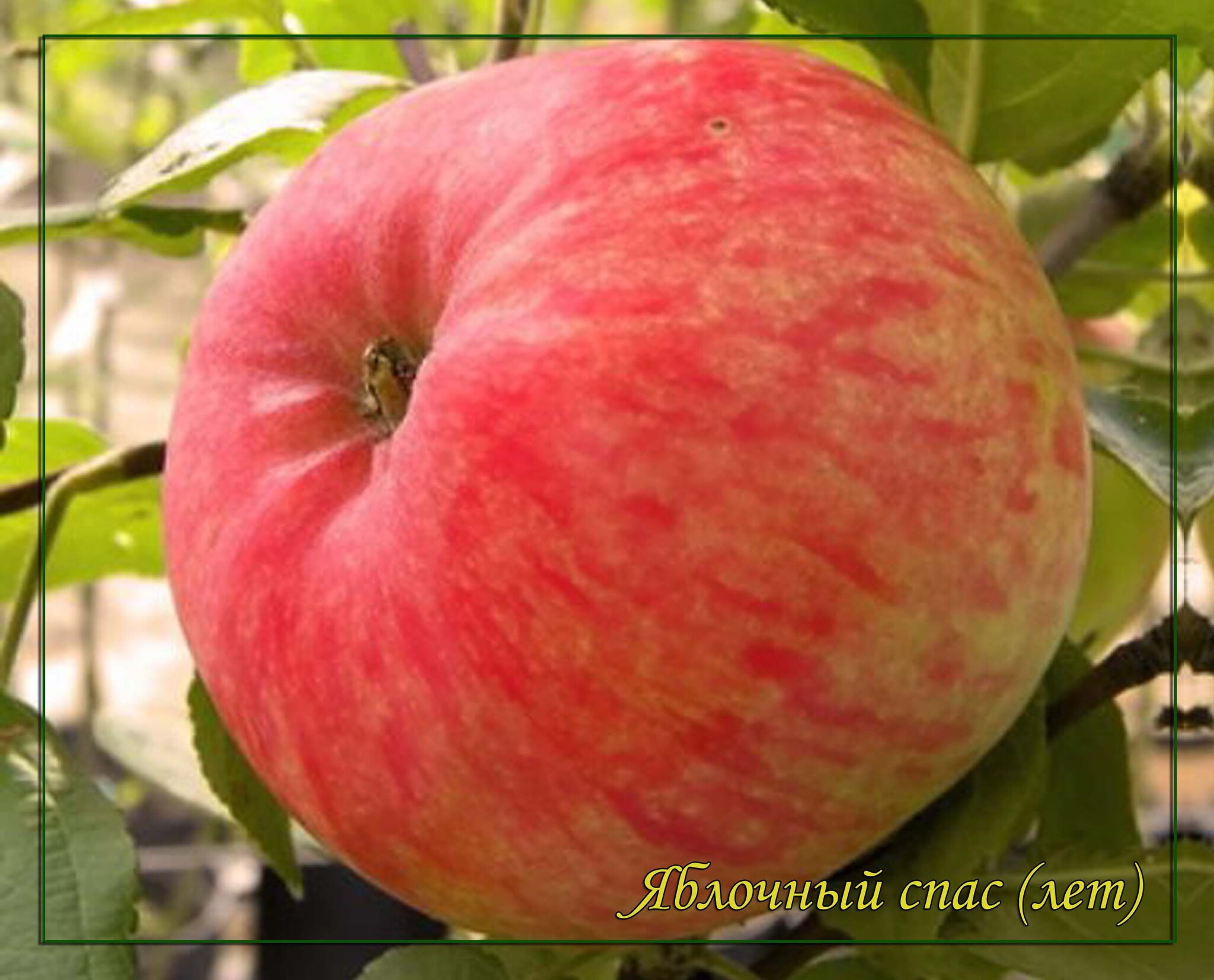 Яблочный спас описание сорта. Яблочный спас сорт яблони. Яблоня яблочный спас (летний сорт). Яблоня полукарлик. Пеструшка яблоня.