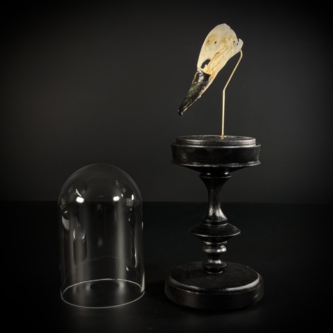 Череп птицы в клоше