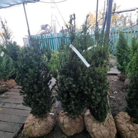 Тис средний Хикси | Taxus media Hicksii 80-100 см