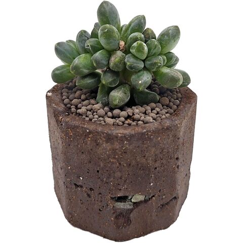 Живой редкий суккулент Pachyphytum Сompactum (Пахифитум Компактум) в горшке с грунтом