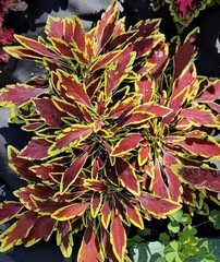 Le Freak колеус КСР