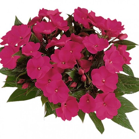 1161 Бальзамин НГ PARADISE Logia (Весна 2026)