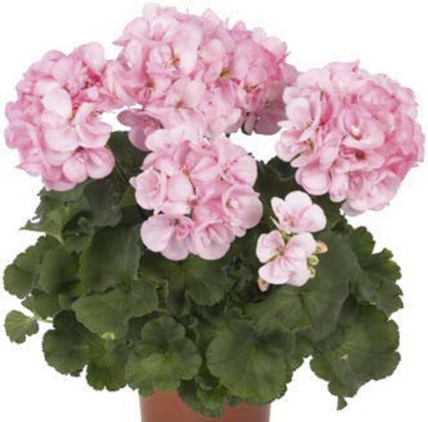 2836 Пеларгония зональная SURVIVOR IDOLS SCANDIC (Весна 2026)