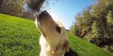 Крепление-упряжка для собак GoPro Fetch Dog Harness (ADOGM-001) пример фото