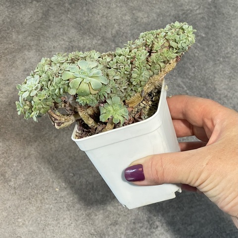 Эхеверия Пенси кристата d7