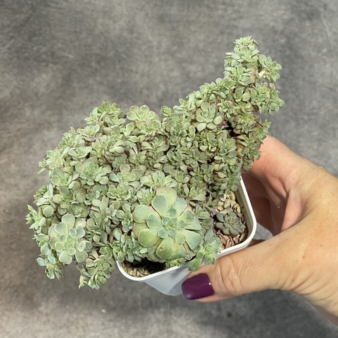 Эхеверия Пенси кристата d7