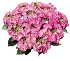 Гортензия крупнолистная (Macrophylla) Tiffany Pink 12 шт.