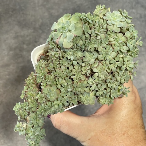 Эхеверия Пенси кристата d7