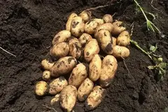 Семенной Картофель Импала, Э (2кг)