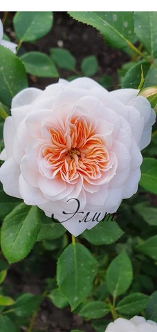 Сабрина(Sabrina)