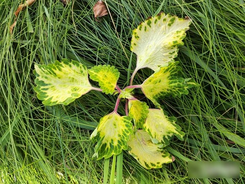 Gelato ES колеус КСР