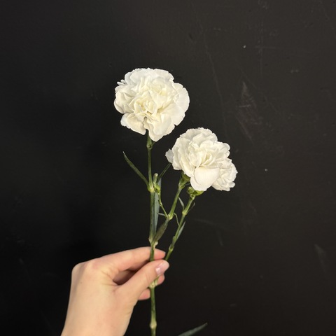 Гвоздика кустовая белая 50 см / 1 шт