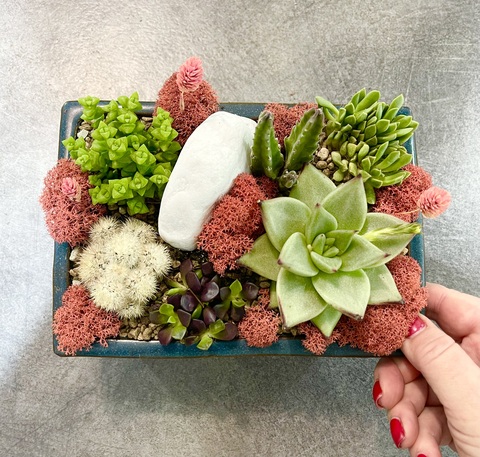 Композиция из Суккулентов в синем бонсайном горшке