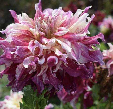 Георгин Клевью Меджик (Clearview Magic)