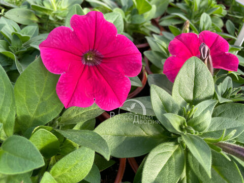 Петуния Каскадиас Фуксия