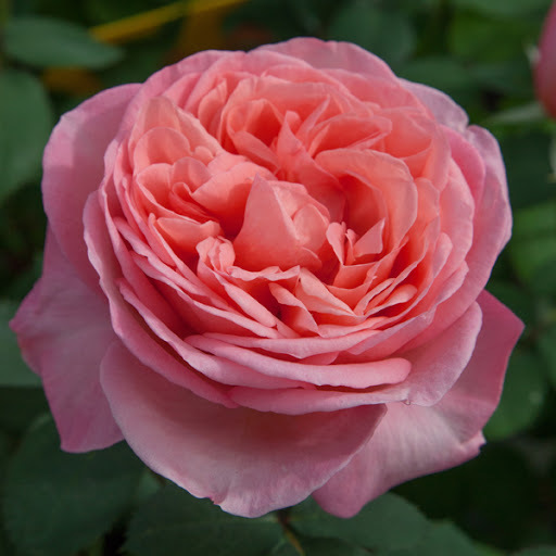 Роза Мадемуазель Мейян: особенности и характеристика сорта, правила посадки, выращивания и ухода, отзывы | Садовый мир
