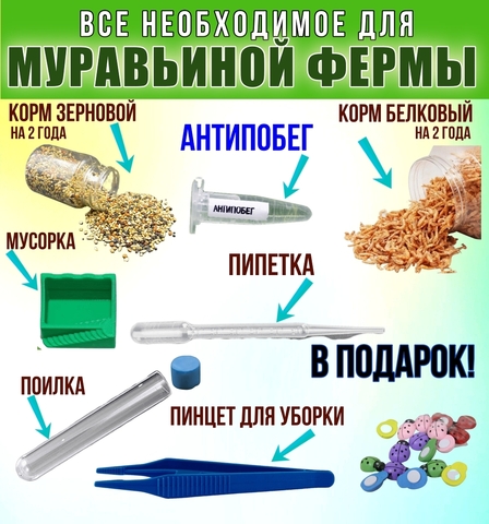 Муравьиная ферма с муравьями